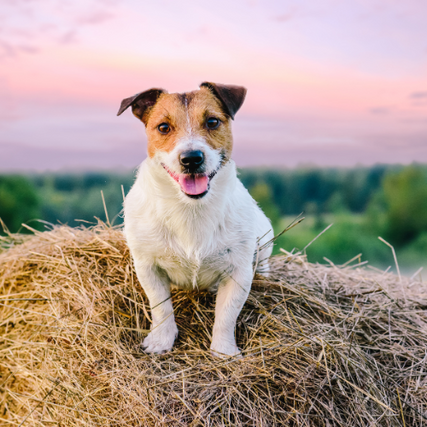Pet Food & SuppliesA dog laying on a round bale at sunset.