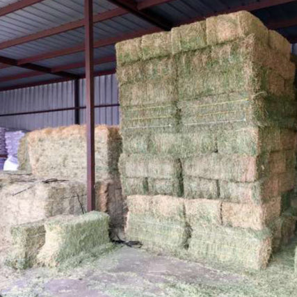 HayStacked hay bales in a large covered barn. The tall piles of green and tan hay are neatly organized, conveying a sense of order and abundance.