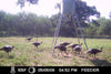 All Seasons Feeders 300lb Broadcast w/solar