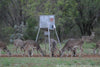 All Seasons Feeders 300lb Broadcast w/solar