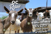OC Raw Dog Frozen Yellow Goat Milk