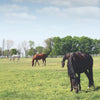 Monty’s Hay-Now