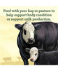 Nutrena 20% Cattle Cubes
