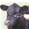 Sullivan Supply 1st-Class Show Halter