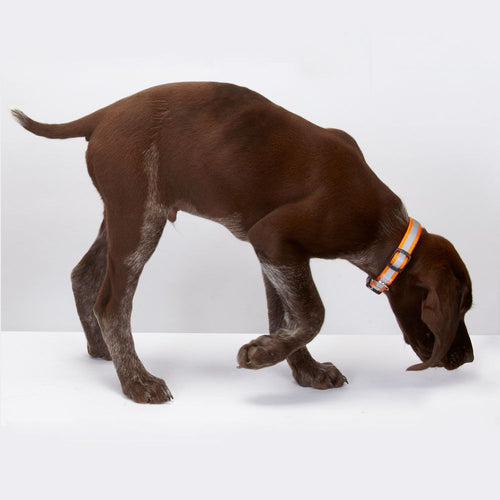 Guardian Gear Reflective Dog Collars